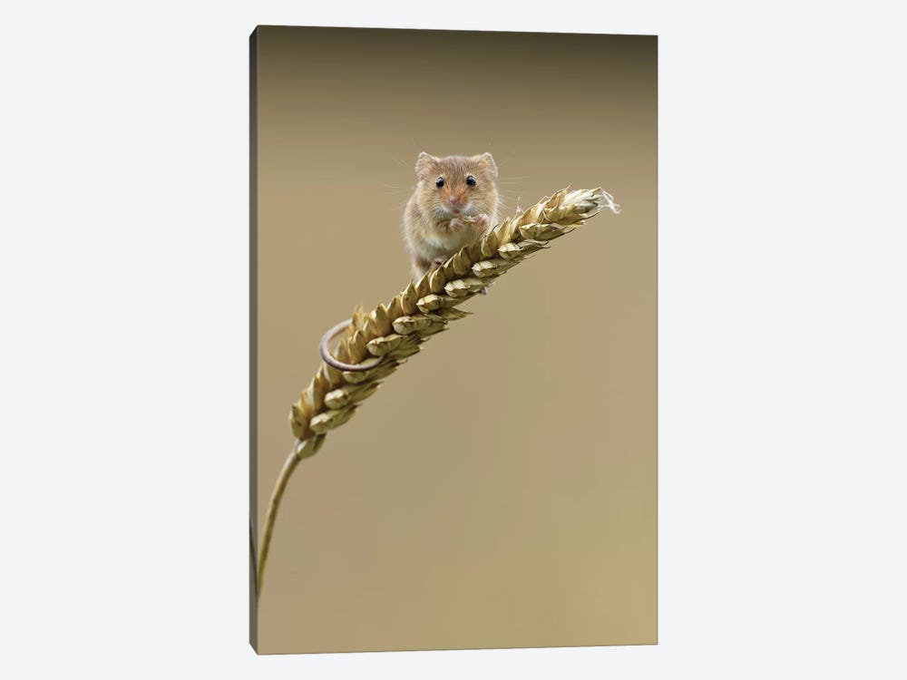 Caught In The Act - Harvest Mouse by Dean Mason 1-piece Canvas Art Print