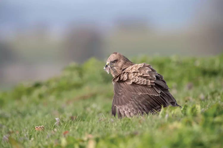 Eating Alone - Common Buzzard