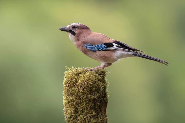 Eurasian Jay On Moss Post