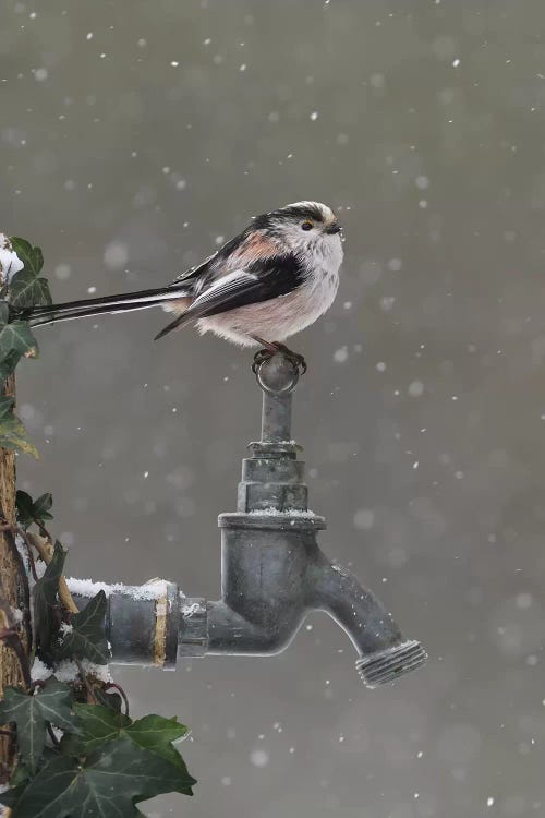 Frozen Garden Tap - Long Tailed Tit