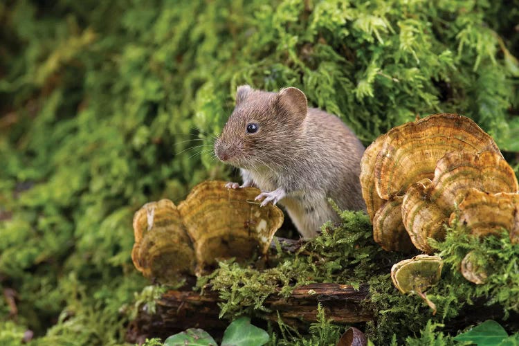 Fun Guy - Bank Vole