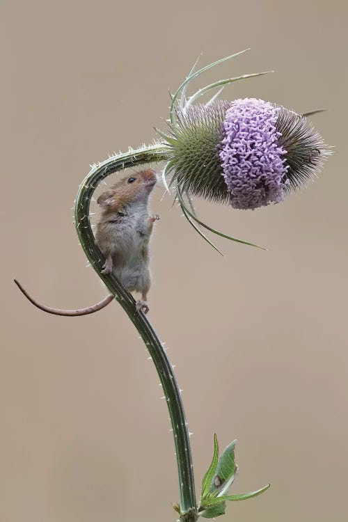 Almost There - Harvest Mouse by Dean Mason wall art