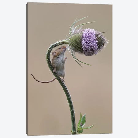 Almost There - Harvest Mouse Canvas Print #DEM2} by Dean Mason Canvas Artwork