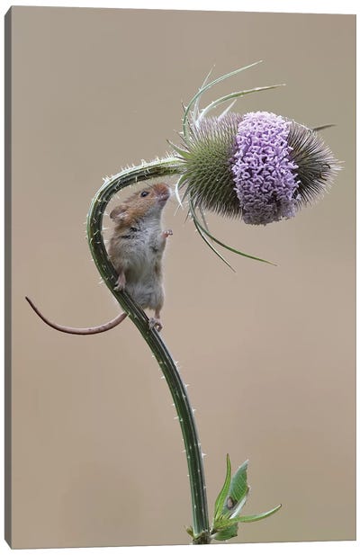 Almost There - Harvest Mouse Canvas Art Print - Dean Mason
