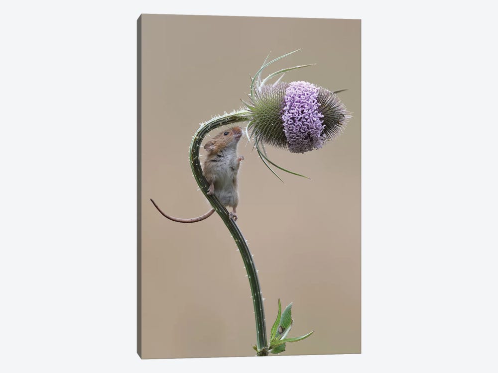 Almost There - Harvest Mouse by Dean Mason 1-piece Canvas Artwork
