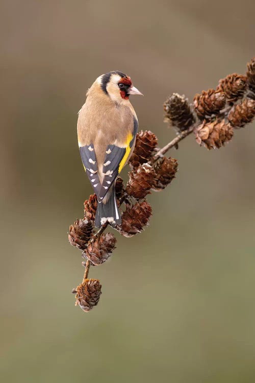 Goldfinch On Larch Cones