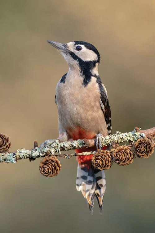 Great Spotted Woodpecker On Larch Cones