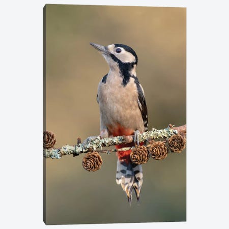 Great Spotted Woodpecker On Larch Cones Canvas Print #DEM32} by Dean Mason Canvas Print