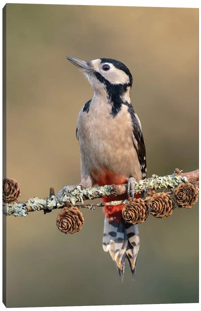 Great Spotted Woodpecker On Larch Cones Canvas Art Print - Woodpecker Art