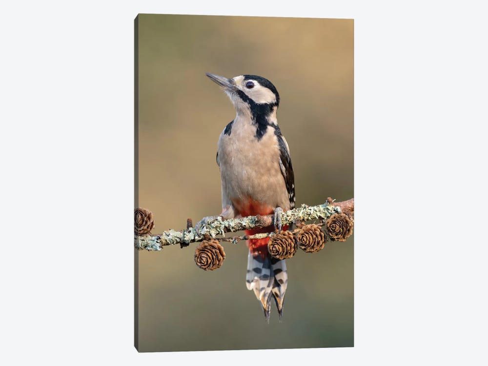 Great Spotted Woodpecker On Larch Cones by Dean Mason 1-piece Canvas Print