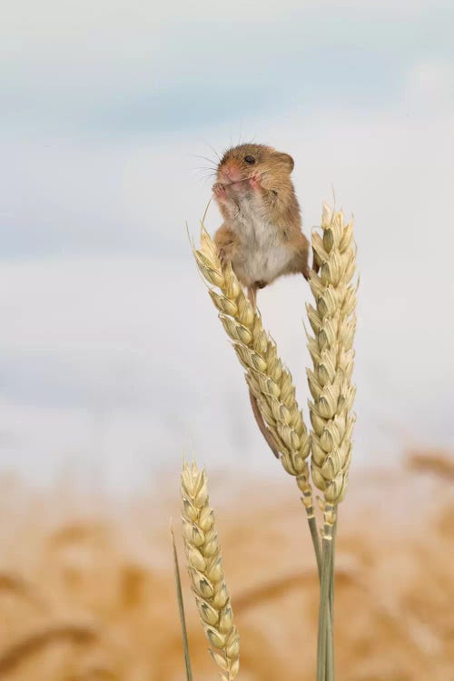 High Rise Lunch - Harvest Mouse