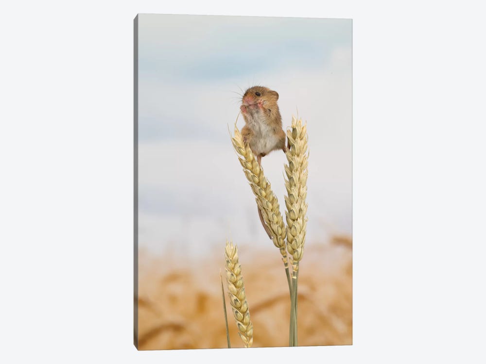 High Rise Lunch - Harvest Mouse by Dean Mason 1-piece Art Print