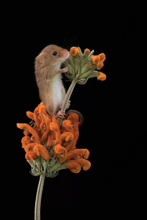 Hints Of Orange - Harvest Mouse