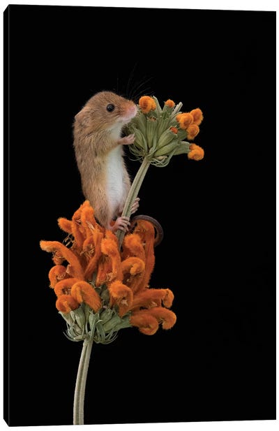 Hints Of Orange - Harvest Mouse Canvas Art Print - Dean Mason