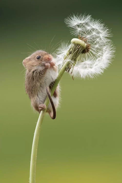 Harvest Mouse On Dandelion Clock