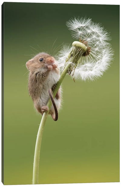 Harvest Mouse On Dandelion Clock Canvas Art Print - Mice