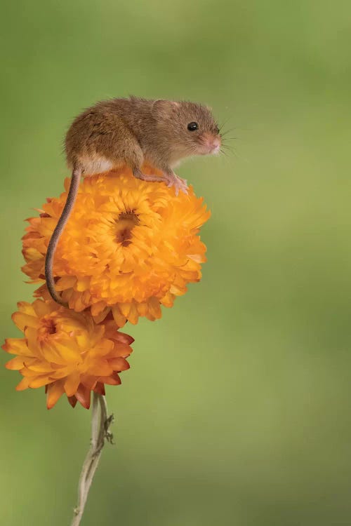 Harvest Mouse On Flower