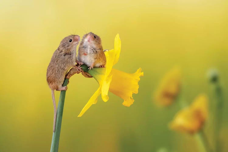 Among The Daffodils