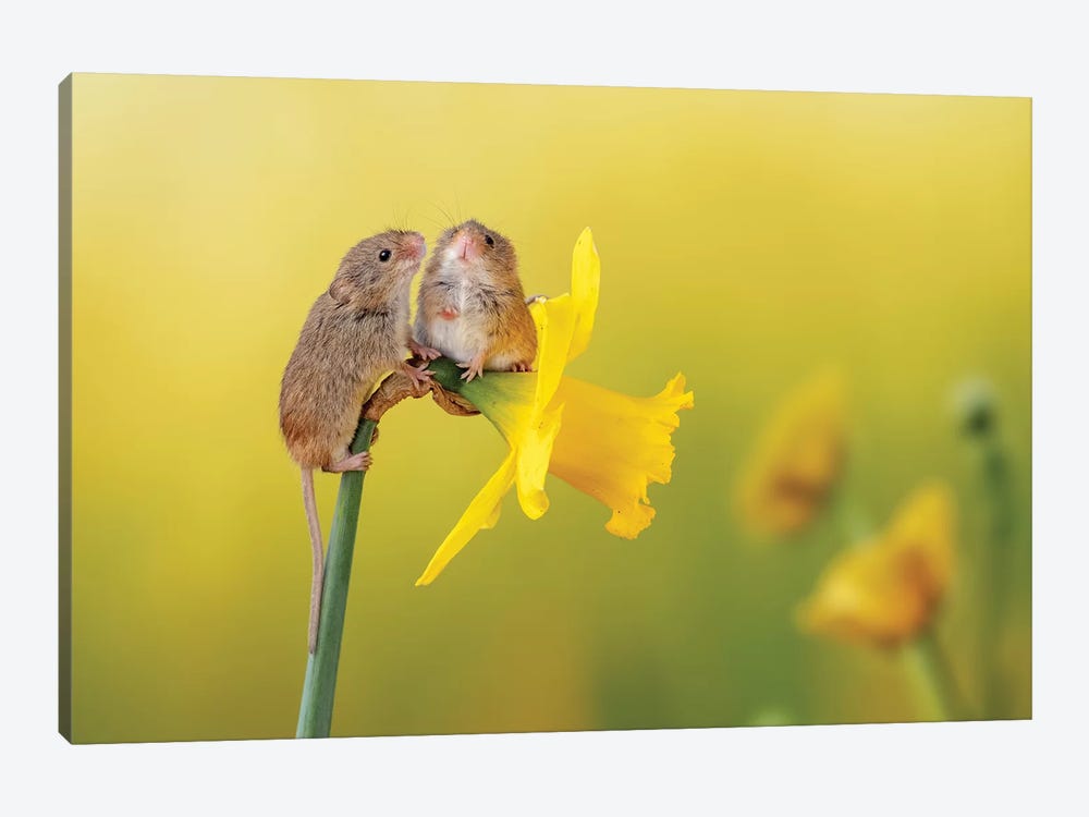 Among The Daffodils by Dean Mason 1-piece Canvas Print