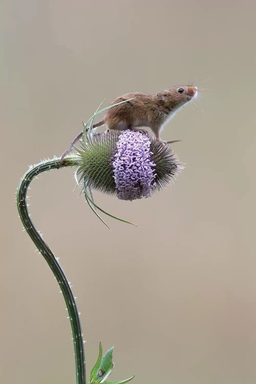 I Made It - Harvest Mouse by Dean Mason wall art