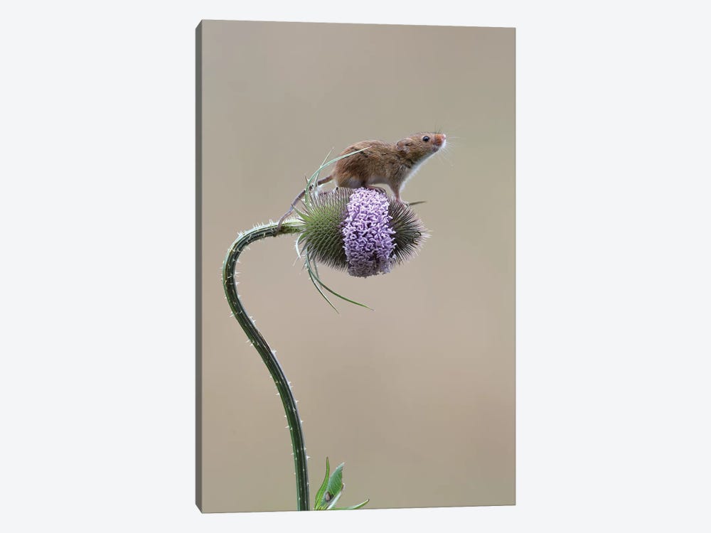 I Made It - Harvest Mouse by Dean Mason 1-piece Art Print