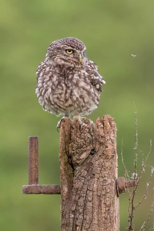 Insect Watch - Little Owl by Dean Mason wall art