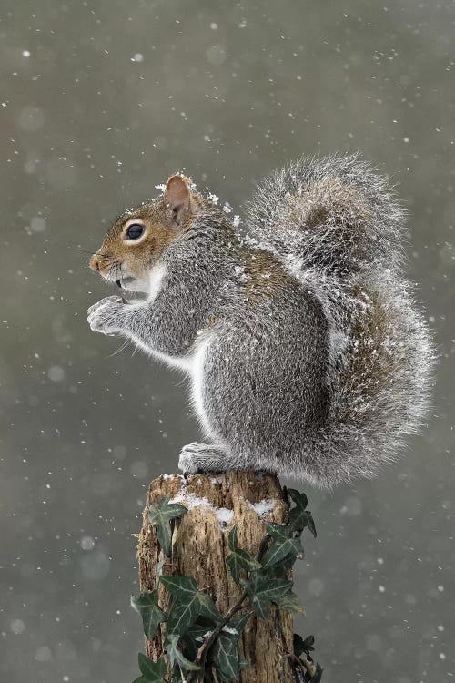 It's Cold Up Here - Grey Squirrel