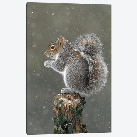It's Cold Up Here - Grey Squirrel Canvas Print #DEM44} by Dean Mason Canvas Print