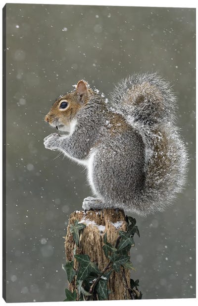 It's Cold Up Here - Grey Squirrel Canvas Art Print - Dean Mason