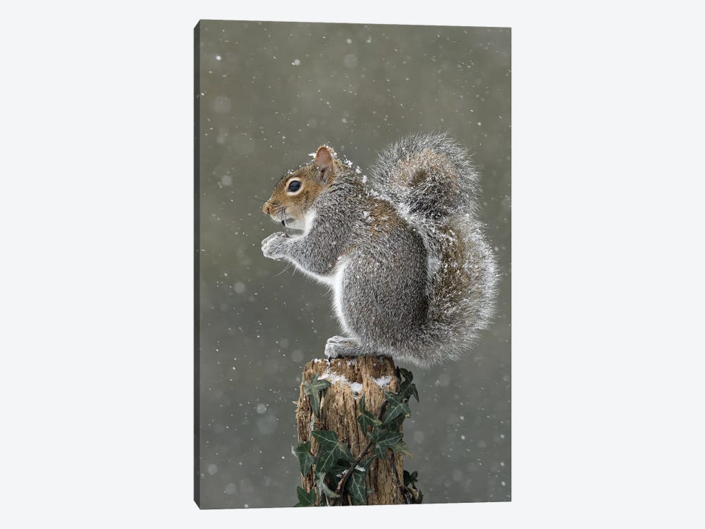 It's Cold Up Here - Grey Squirrel 1-piece Canvas Wall Art