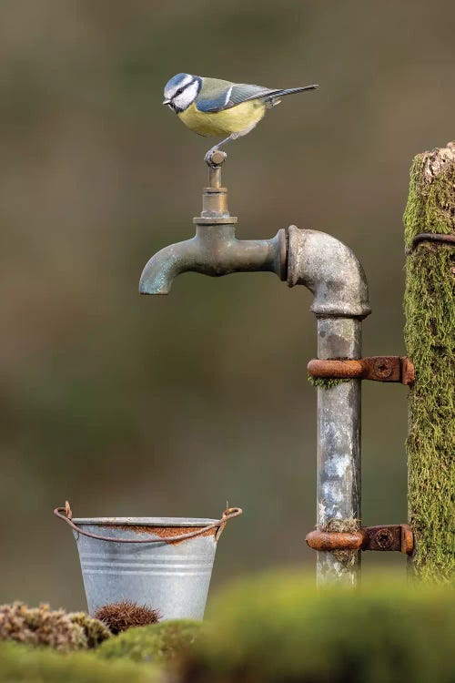 It's Stuck - Blue Tit