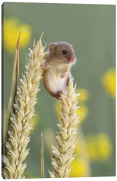 Just Chillin - Harvest Mouse Canvas Art Print - Mice