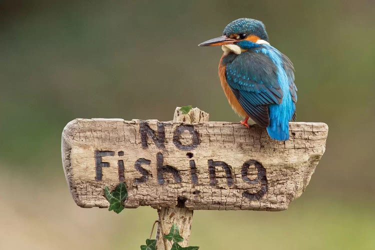 Kingfisher No Fishing