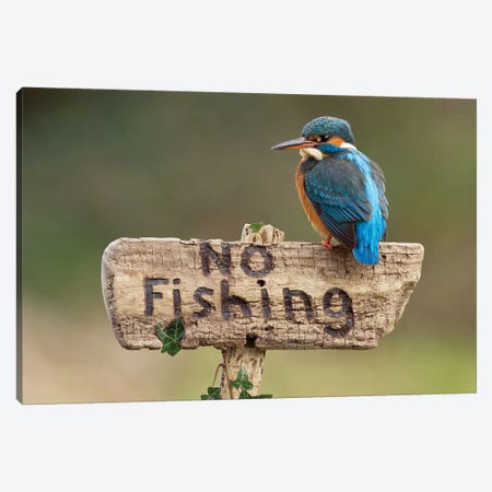 Kingfisher No Fishing Canvas Print #DEM47} by Dean Mason Art Print