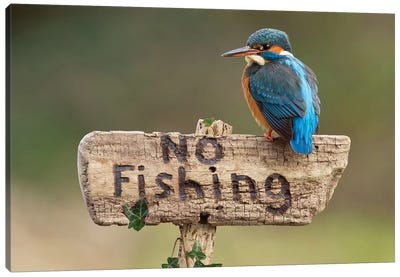 Kingfisher No Fishing Canvas Art Print - Dean Mason