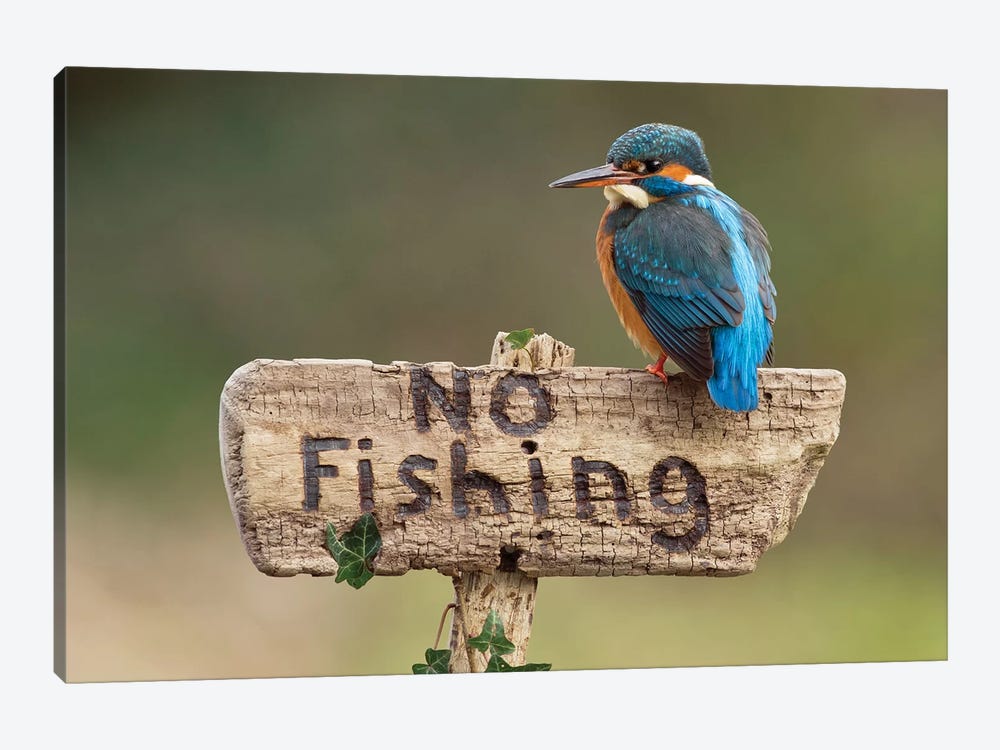 Kingfisher No Fishing by Dean Mason 1-piece Canvas Print