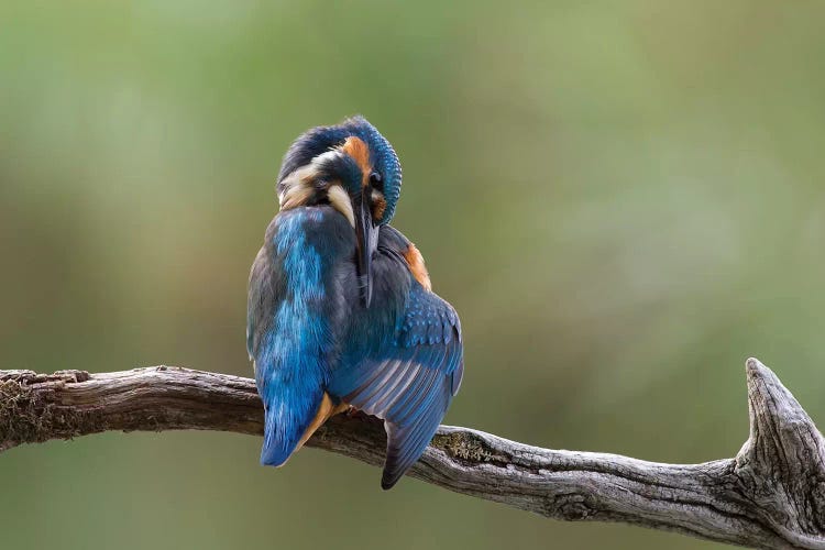 Kingfisher Preening