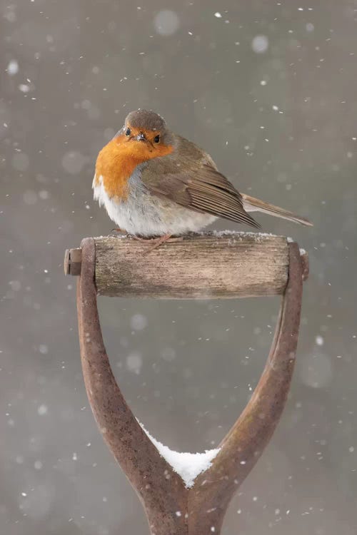 Little Poser - Robin by Dean Mason wall art