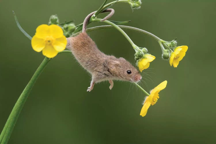 And Stretch - Harvest Mouse