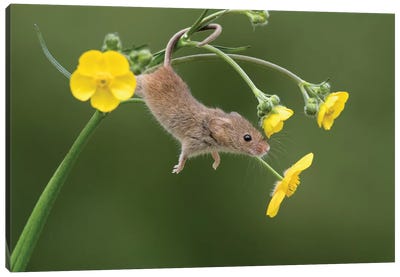 And Stretch - Harvest Mouse Canvas Art Print - Dean Mason
