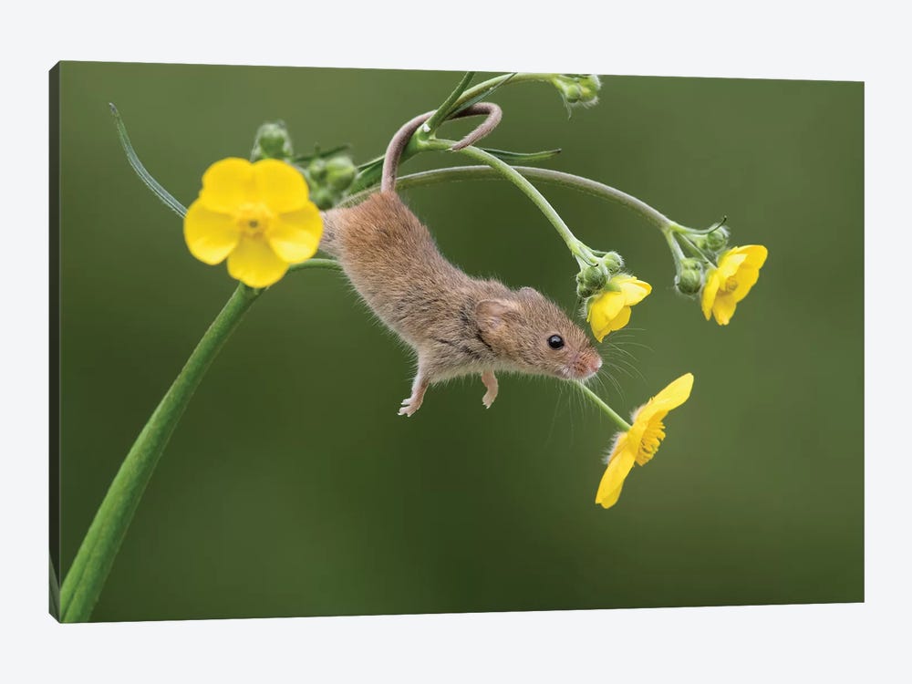 And Stretch - Harvest Mouse by Dean Mason 1-piece Canvas Artwork