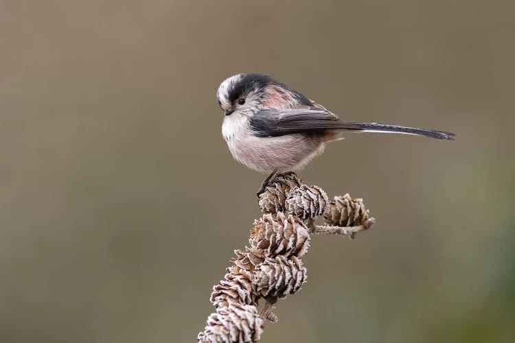 Long Tailed Tit On Larch Cones