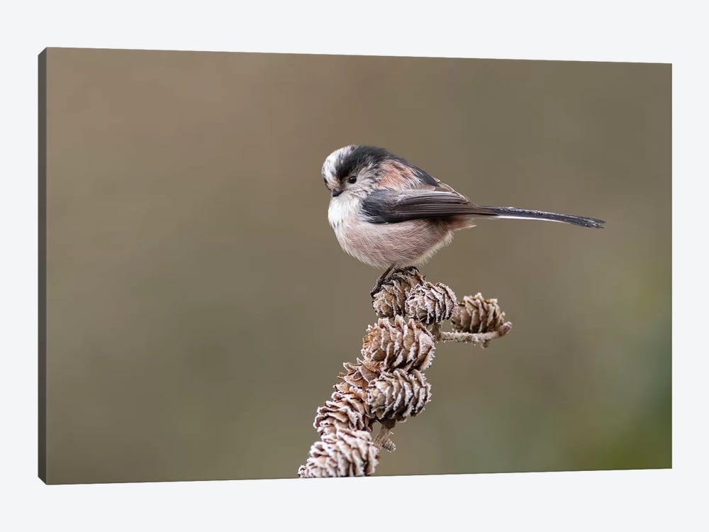 Long Tailed Tit On Larch Cones by Dean Mason 1-piece Art Print