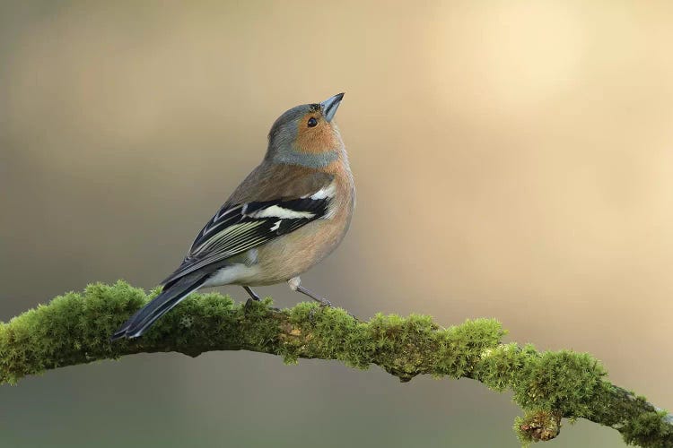 Male Chaffinch by Dean Mason wall art