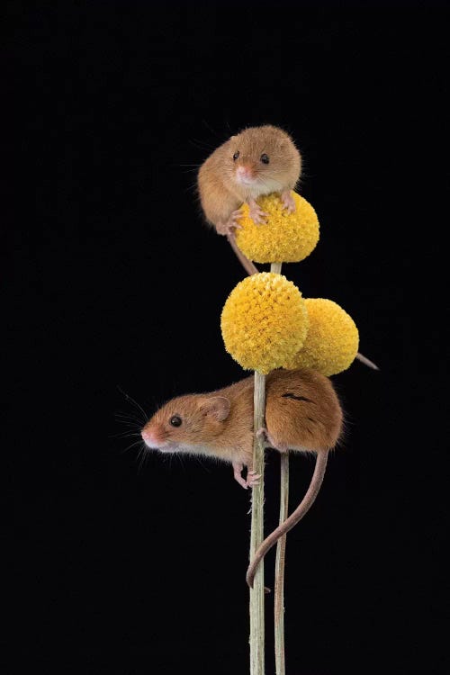 Mellow Yellow - Harvest Mice