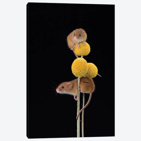 Mellow Yellow - Harvest Mice Canvas Print #DEM52} by Dean Mason Art Print