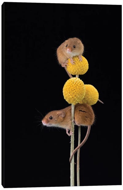 Mellow Yellow - Harvest Mice Canvas Art Print - Dean Mason