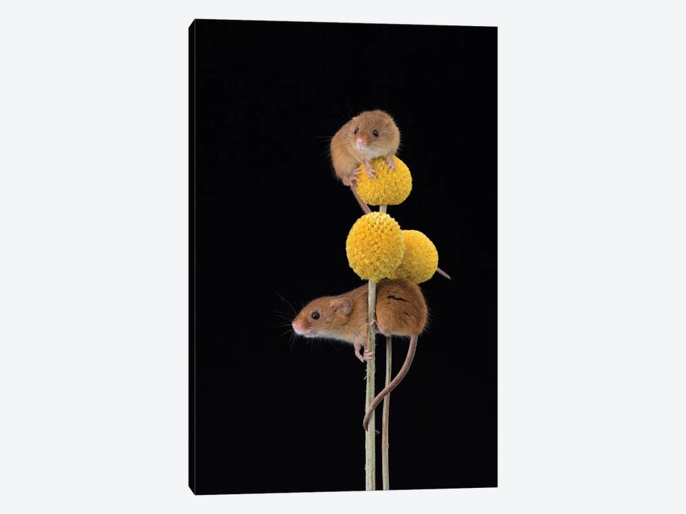 Mellow Yellow - Harvest Mice by Dean Mason 1-piece Canvas Print