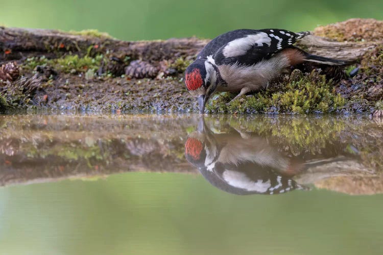 Mirror Mirror - Great Spotted Woodpecker