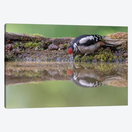 Mirror Mirror - Great Spotted Woodpecker Canvas Print #DEM53} by Dean Mason Canvas Print